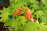 - Acer palmatum 'Rikuzen shidare' Weeping Japanese Maple - Mr Maple │ Buy Japanese Maple Trees