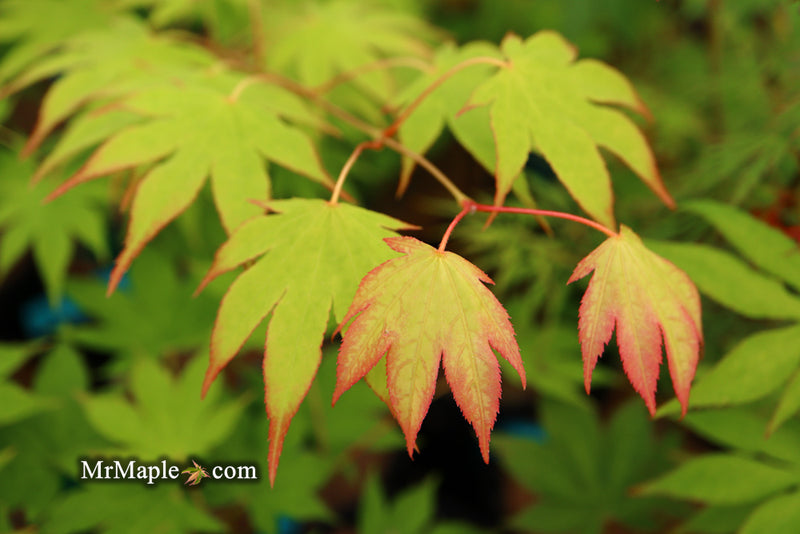 - Acer palmatum 'Rikuzen shidare' Weeping Japanese Maple - Mr Maple │ Buy Japanese Maple Trees