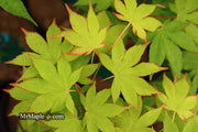 - Acer palmatum 'Rikuzen shidare' Weeping Japanese Maple - Mr Maple │ Buy Japanese Maple Trees