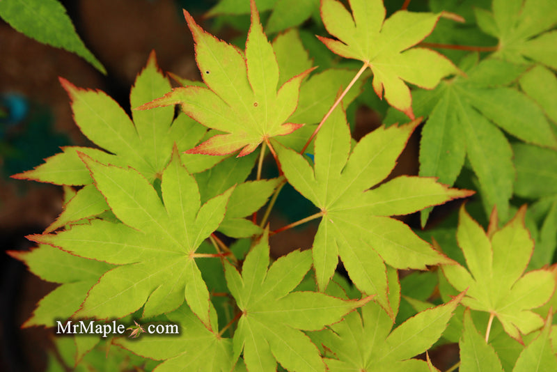 - Acer palmatum 'Rikuzen shidare' Weeping Japanese Maple - Mr Maple │ Buy Japanese Maple Trees