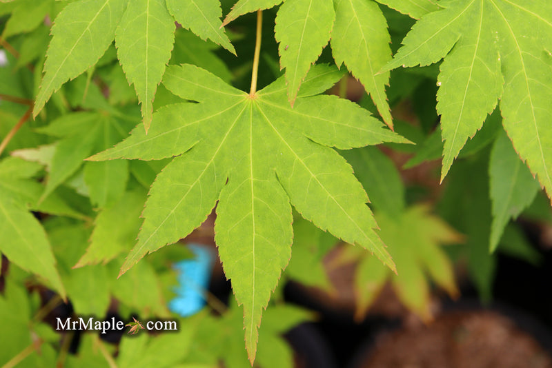- Acer palmatum 'Rikuzen shidare' Weeping Japanese Maple - Mr Maple │ Buy Japanese Maple Trees