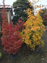 - Acer palmatum 'Rikuzen shidare' Weeping Japanese Maple - Mr Maple │ Buy Japanese Maple Trees