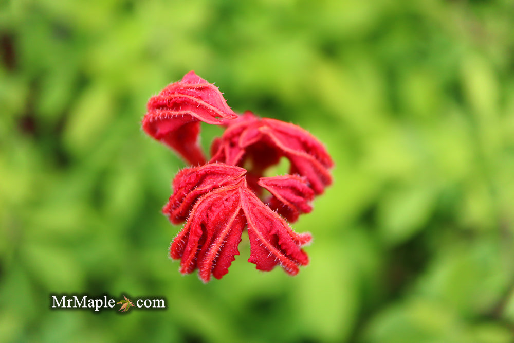 Azalea 'Red Knaphill’ Red Blooms Deciduous Azalea