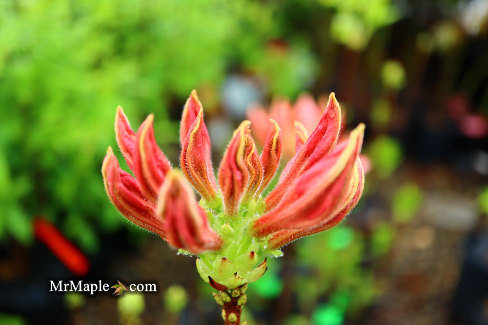 Azalea 'Vineland #13’ Red Flowering Azalea Native