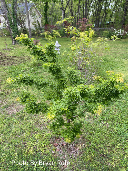 Acer palmatum 'Ojishi' Male Lion Japanese Maple