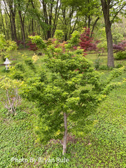 - Acer palmatum 'Shishigashira' Lion's Head Japanese Maple - Mr Maple │ Buy Japanese Maple Trees