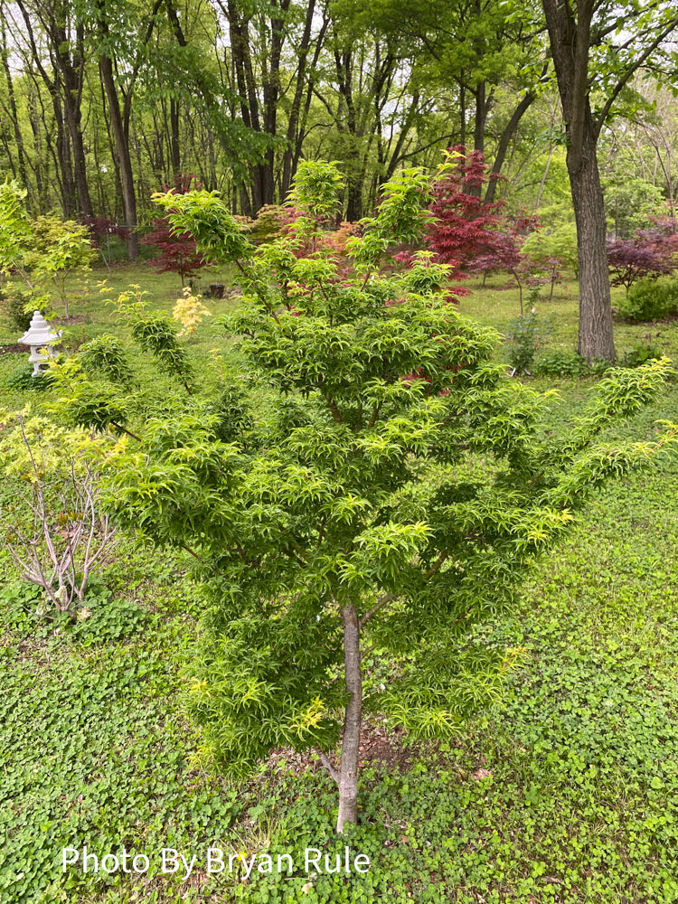 - Acer palmatum 'Shishigashira' Lion's Head Japanese Maple - Mr Maple │ Buy Japanese Maple Trees