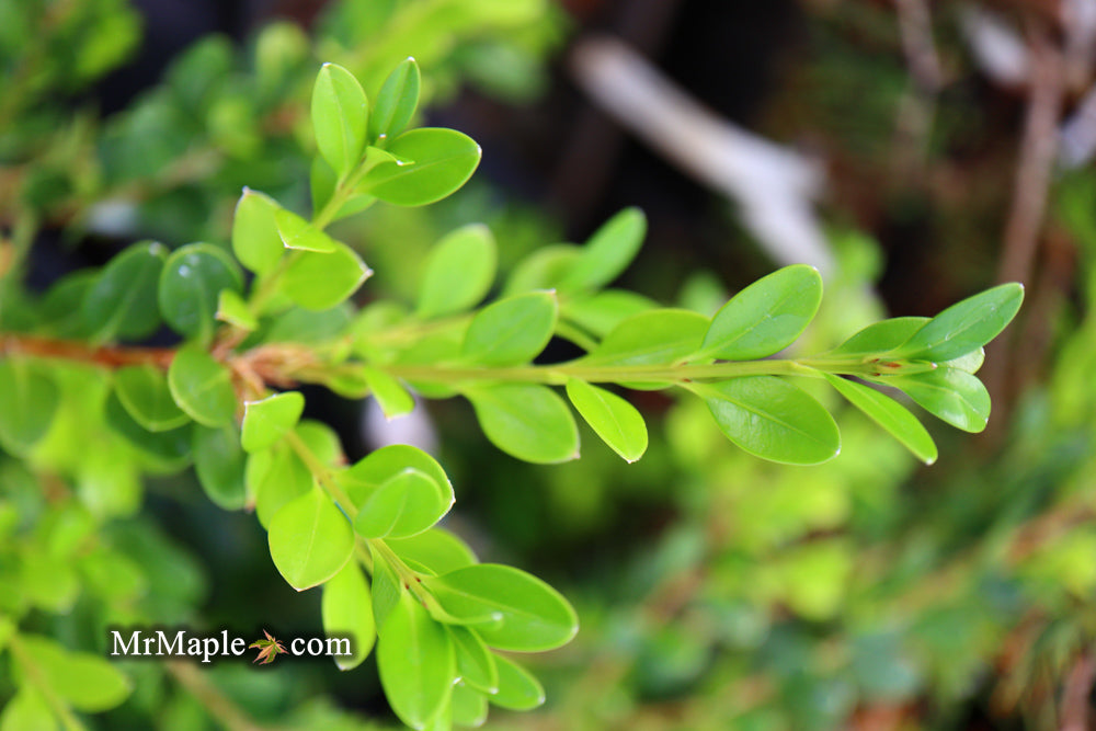 Buxus microphylla var japonica 'Unraveled' Dwarf Weeping Boxwood