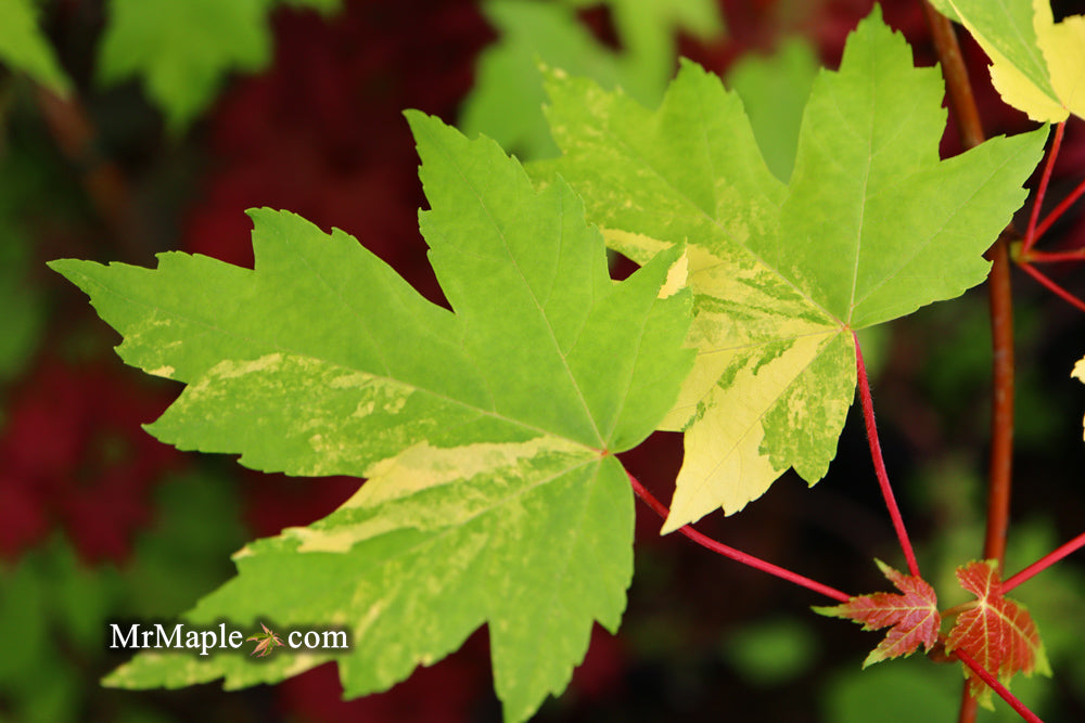 Acer freemanii x 'Shelina's Beauty' Variegated Red Maple