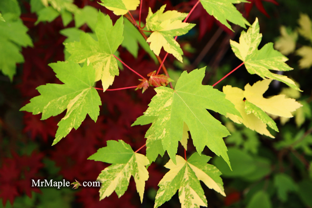 Acer freemanii x 'Shelina's Beauty' Variegated Red Maple