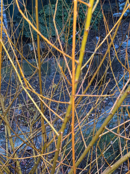 Salix 'Flame Yellow' Golden Bark Willow Tree