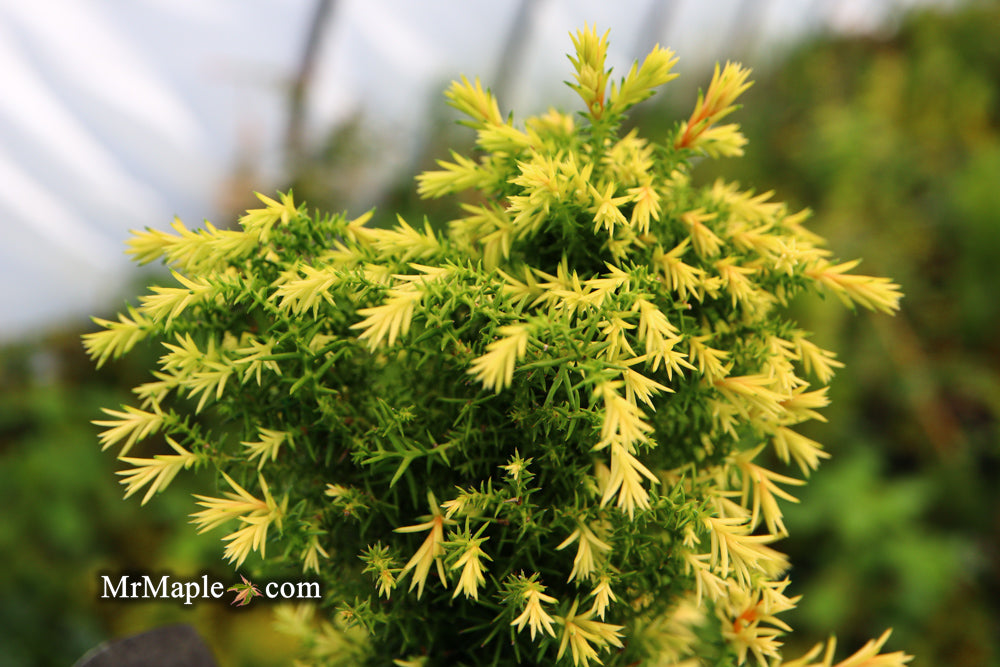 Cryptomeria japonica 'Twinkle Toes' Dwarf Japanese Cedar