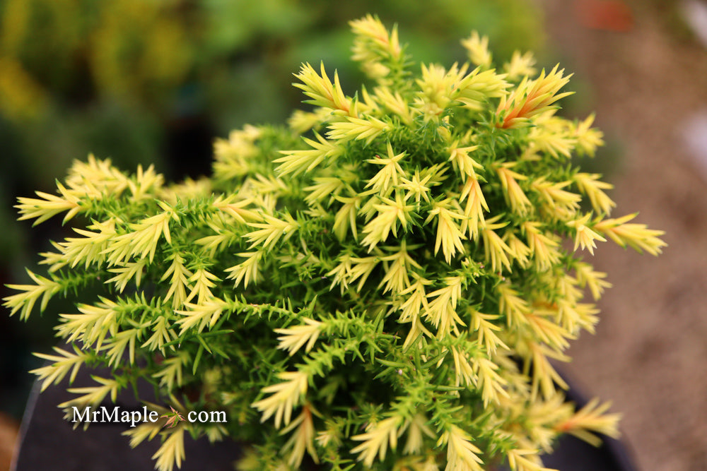 Cryptomeria japonica 'Twinkle Toes' Dwarf Japanese Cedar