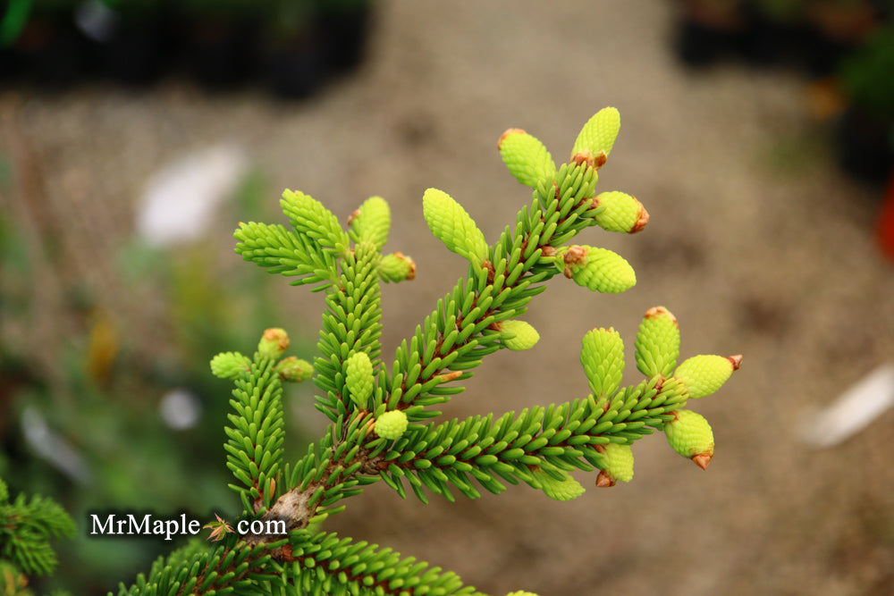 Picea orientalis 'Silver Seedling' Silver Oriental Spruce