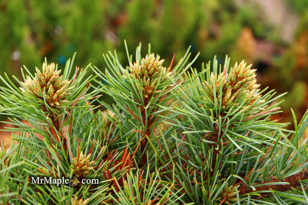 Pinus koraiensis 'Gee Broom' Dwarf Korean Pine Tree