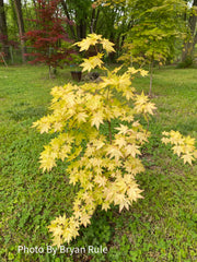 - Acer palmatum 'Dragon Master' Golden Weeping Japanese Maple - Mr Maple │ Buy Japanese Maple Trees