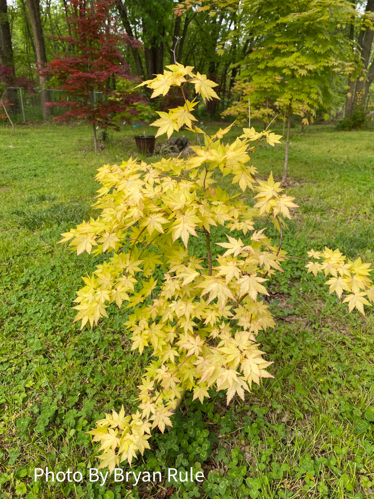 - Acer palmatum 'Dragon Master' Golden Weeping Japanese Maple - Mr Maple │ Buy Japanese Maple Trees
