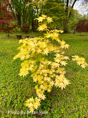 - Acer palmatum 'Dragon Master' Golden Weeping Japanese Maple - Mr Maple │ Buy Japanese Maple Trees