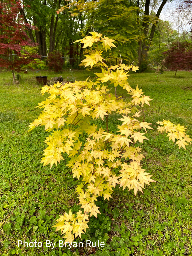 - Acer palmatum 'Dragon Master' Golden Weeping Japanese Maple - Mr Maple │ Buy Japanese Maple Trees