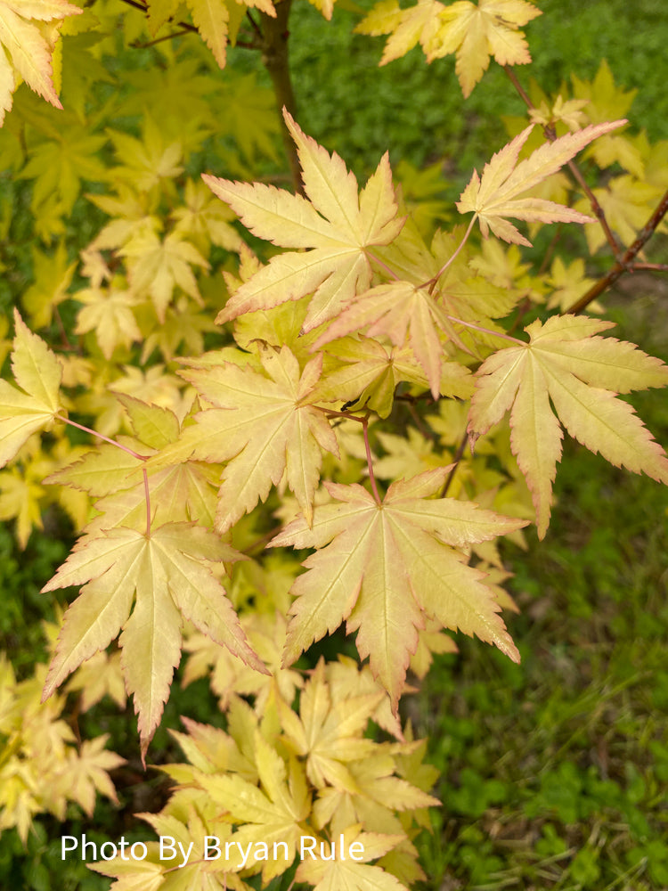 - Acer palmatum 'Dragon Master' Golden Weeping Japanese Maple - Mr Maple │ Buy Japanese Maple Trees