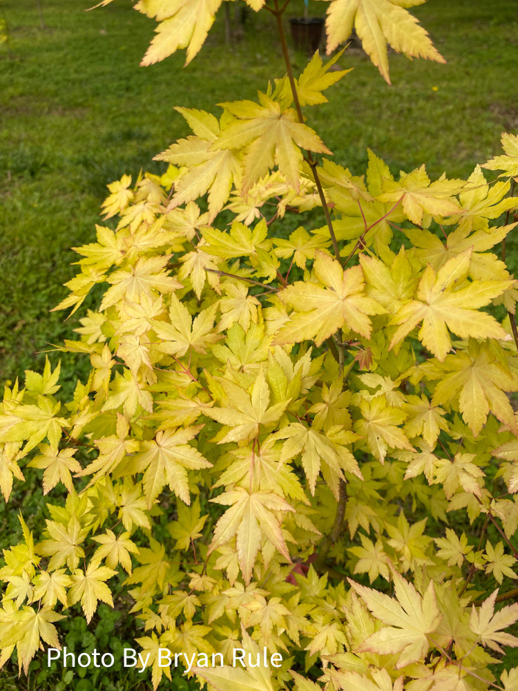 - Acer palmatum 'Dragon Master' Golden Weeping Japanese Maple - Mr Maple │ Buy Japanese Maple Trees