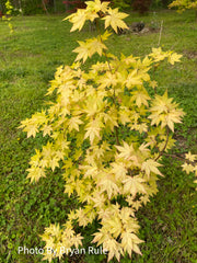 - Acer palmatum 'Dragon Master' Golden Weeping Japanese Maple - Mr Maple │ Buy Japanese Maple Trees
