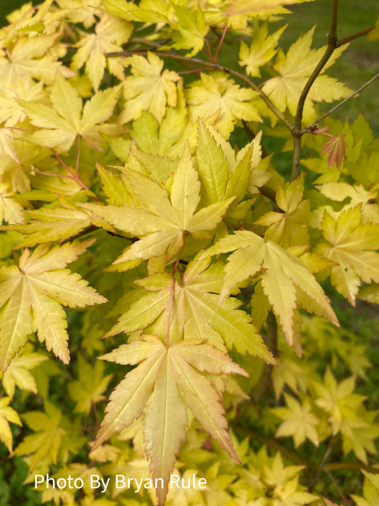 - Acer palmatum 'Dragon Master' Golden Weeping Japanese Maple - Mr Maple │ Buy Japanese Maple Trees