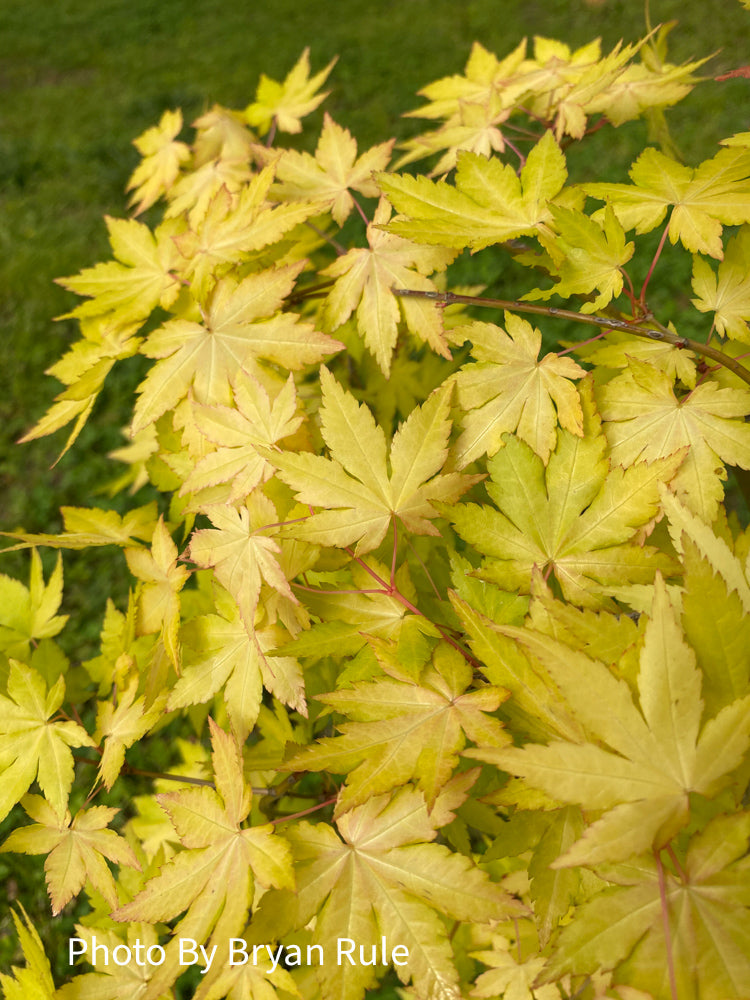 - Acer palmatum 'Dragon Master' Golden Weeping Japanese Maple - Mr Maple │ Buy Japanese Maple Trees