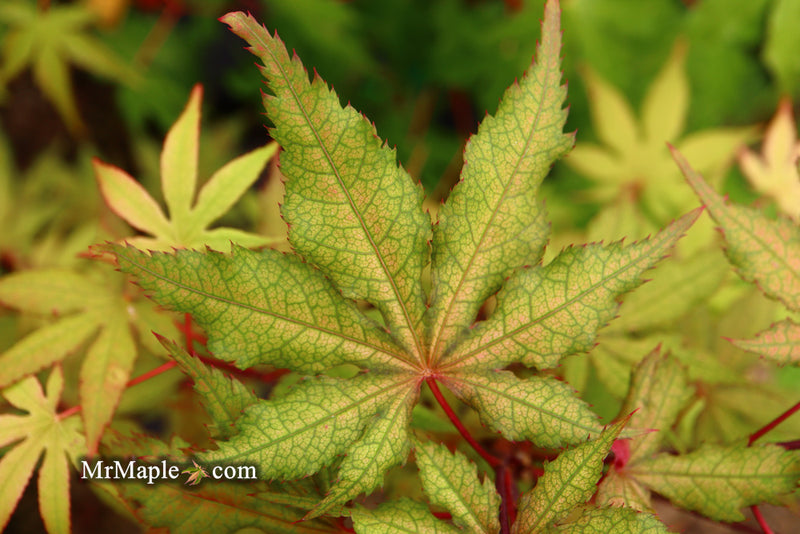 - Acer palmatum 'Amber Ghost' Japanese Maple - Mr Maple │ Buy Japanese Maple Trees