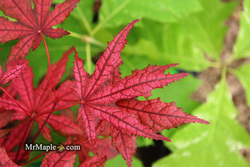 - Acer palmatum 'Frosted Purple' Japanese Maple - Mr Maple │ Buy Japanese Maple Trees