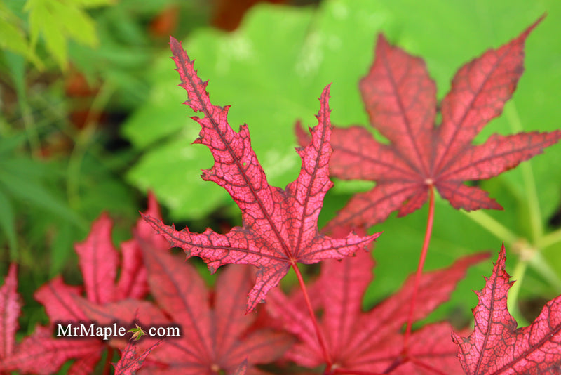 - Acer palmatum 'Frosted Purple' Japanese Maple - Mr Maple │ Buy Japanese Maple Trees