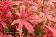 - Acer palmatum 'Frosted Purple' Japanese Maple - Mr Maple │ Buy Japanese Maple Trees