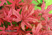 - Acer palmatum 'Frosted Purple' Japanese Maple - Mr Maple │ Buy Japanese Maple Trees