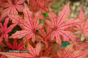 - Acer palmatum 'Frosted Purple' Japanese Maple - Mr Maple │ Buy Japanese Maple Trees