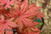 - Acer palmatum 'Frosted Purple' Japanese Maple - Mr Maple │ Buy Japanese Maple Trees