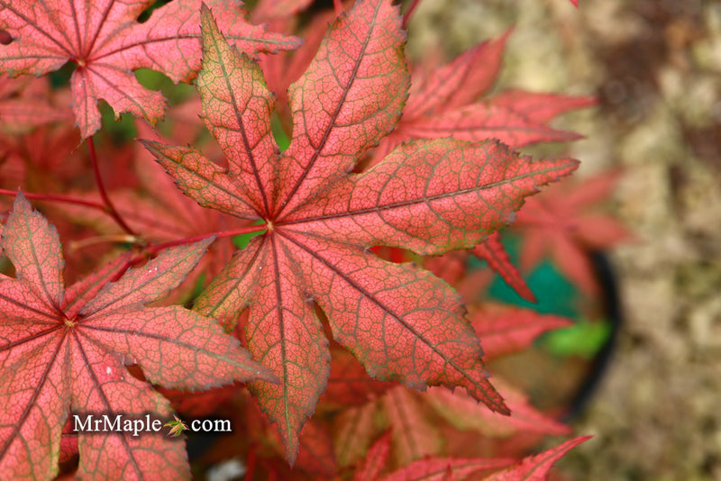 - Acer palmatum 'Frosted Purple' Japanese Maple - Mr Maple │ Buy Japanese Maple Trees