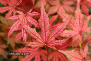 - Acer palmatum 'Frosted Purple' Japanese Maple - Mr Maple │ Buy Japanese Maple Trees