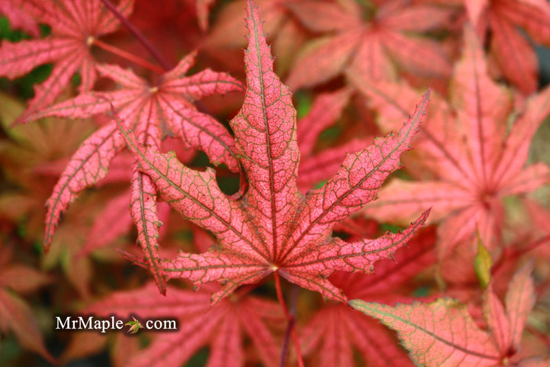 - Acer palmatum 'Frosted Purple' Japanese Maple - Mr Maple │ Buy Japanese Maple Trees