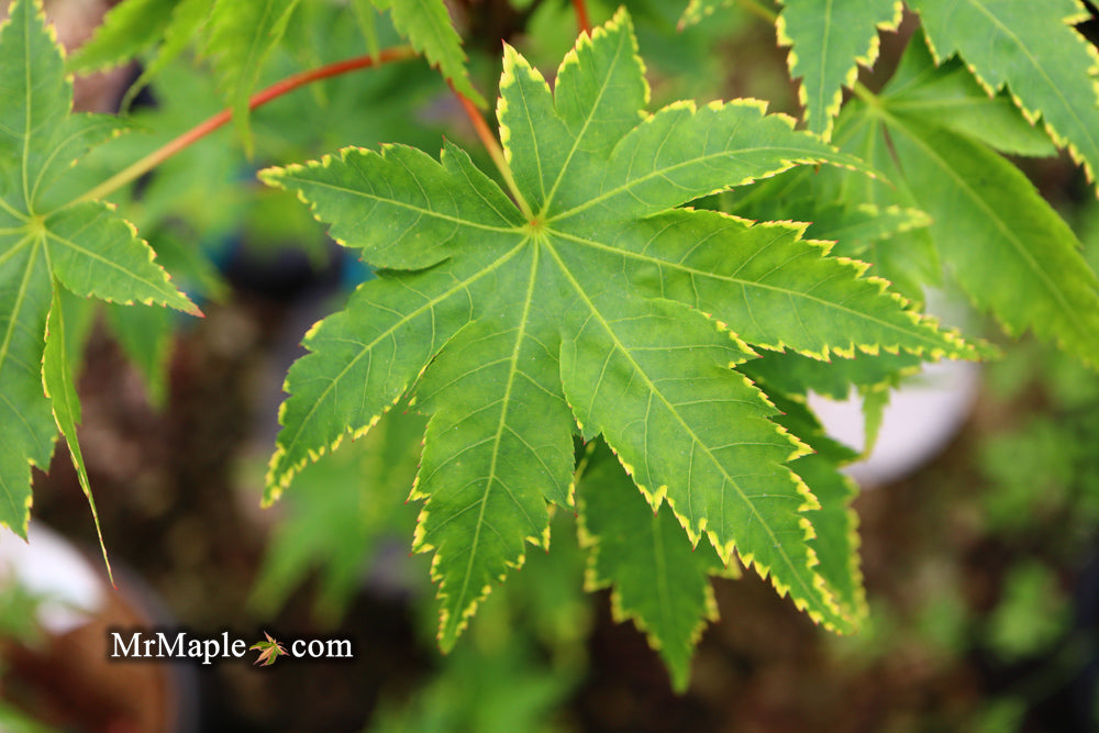 Acer palmatum 'Sagara nishiki' Japanese Maple