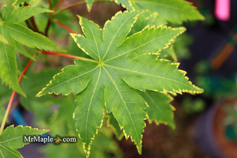 - Acer palmatum 'Sagara nishiki' Japanese Maple - Mr Maple │ Buy Japanese Maple Trees