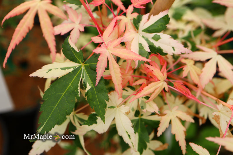 - Acer palmatum 'Ilarian' Japanese Maple - Mr Maple │ Buy Japanese Maple Trees