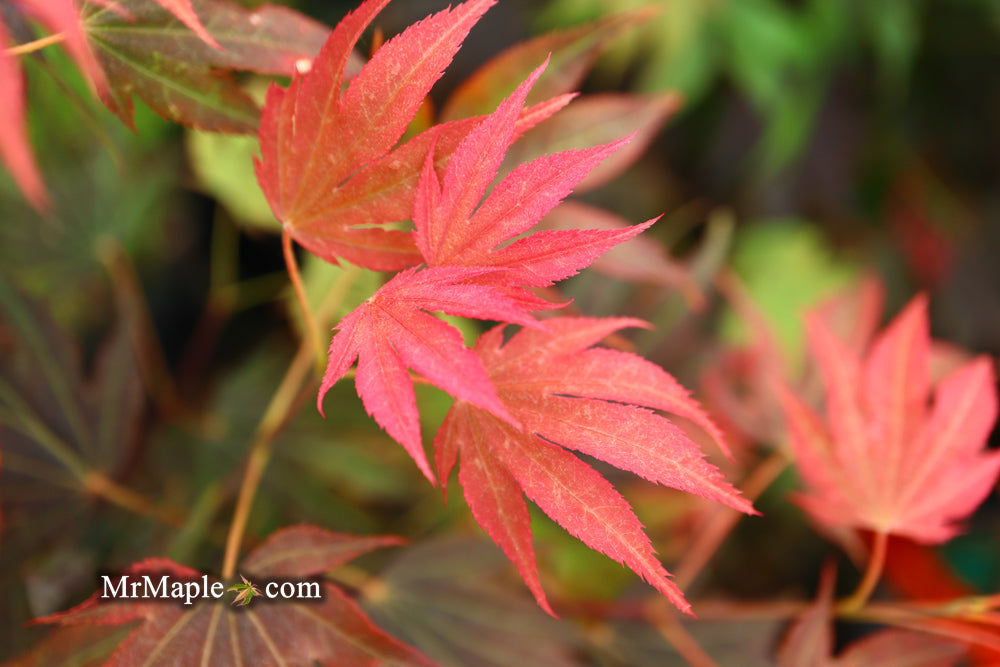 Acer palmatum 'In The Pink' Dwarf Red Japanese Maple Tree