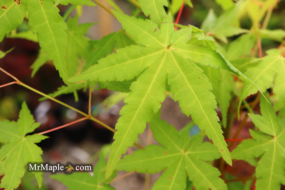 Acer palmatum 'La Diabla' Japanese Maple