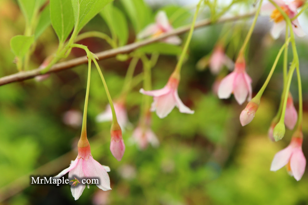 Styrax japonicus 'Pink Trinket' Pink Flowering Japanese Snowbell