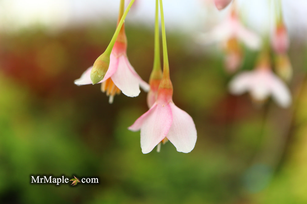 Styrax japonicus 'Pink Trinket' Pink Flowering Japanese Snowbell