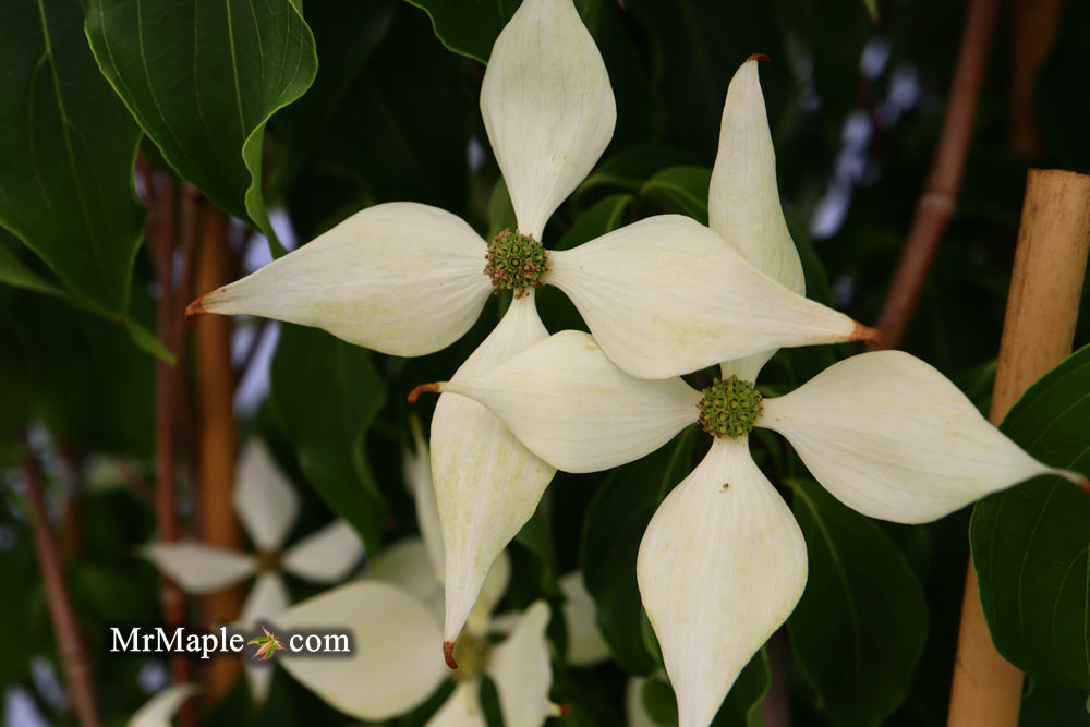 Cornus kousa 'Snow Tower' White Flowering Narrow Chinese Dogwood