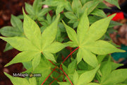 - Acer palmatum 'Osakazuki' Japanese Maple - Mr Maple │ Buy Japanese Maple Trees