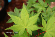 - Acer palmatum 'Osakazuki' Japanese Maple - Mr Maple │ Buy Japanese Maple Trees