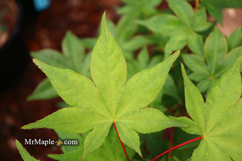 - Acer palmatum 'Osakazuki' Japanese Maple - Mr Maple │ Buy Japanese Maple Trees