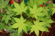 - Acer palmatum 'Osakazuki' Japanese Maple - Mr Maple │ Buy Japanese Maple Trees